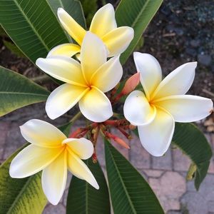 Meet your Posher, Lenay